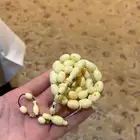 مسباح دومنه