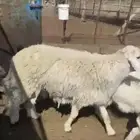 طلي فحل رباع على السوم