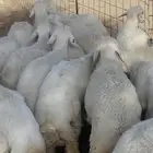 18 طلي حري للبيع