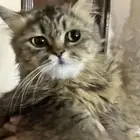 قطه مفقوده