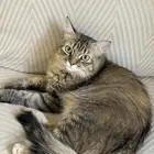 قطه اليفه لتبني