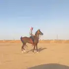 حصان شعبي سومه 3500 حد ملي حد