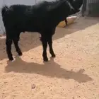 عرض بيع فحل شامي اسود