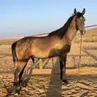 مهر واهو مكس غير مسجل
