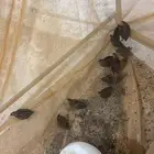 سمان بري لأهل الطيور والصقارة