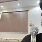 كروان اليف وهدد