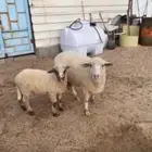 شاه استراليه رغوث