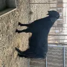 تيس مصري صنف (تم البيع)
