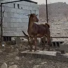 تيس مشروع فحل