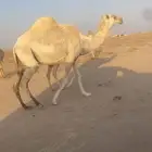 للبيع خلفه