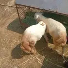 خرفان للبيع