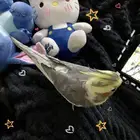 زوج طيور للبيع