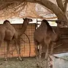 حشووو للبيع