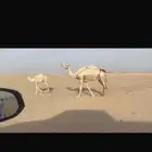 خلفه وضحا