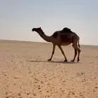 بكر لقحه بثنوها. ثنيه