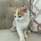 كيتن ذكر للبيع