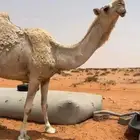 ناقه