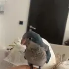 تم البيع ماشاءالله تبارك الله كويكر ازرق للبيع