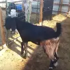 تيس لباني
