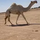 للبيع الضروبه رمانيه