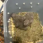 فروخ قرين شيك