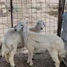 رخال سمان شرط تضحي