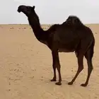 بكره مفروده كفو رونق وعظم رقم 1