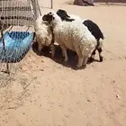 ذبايح
