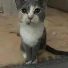 قط لتبني