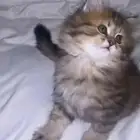 قطه صغيره للبيع