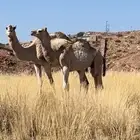 حاشي عمر 7شهور على حليب وبرسيم