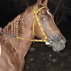 حصان جزيري شعبي