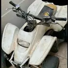 دباب سويدي مقس 100 البيع