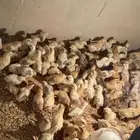 صوص بلدي