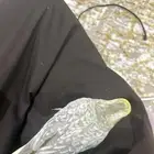 كروان أنثى هدد ولعوب