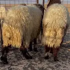 طليان نعيم