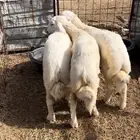 للبيع طليان فل شحم