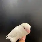 السلام عليكم روز البينو أليف