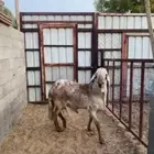خروف سواكني درماني