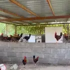 ديوك عدد تقريبا ثلاثون