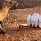 بكرتين للبيع