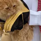 قطط