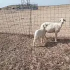 شاه تحتها طلي