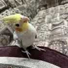 كروان الليف