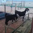 عنز ثنيه تحتها جفره