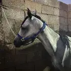 للبيع فرس مصرية بيور