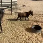 تيس قزم رباع