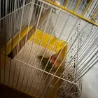 ببغاء روز أليفه الخرج