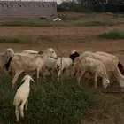 اسكان الحصمه قرية عيسان