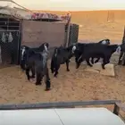 ذبايح تيوس وجفار يوجد توصيل للرياض